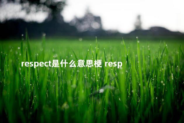 respect是什么意思梗 respect作为动词的用法